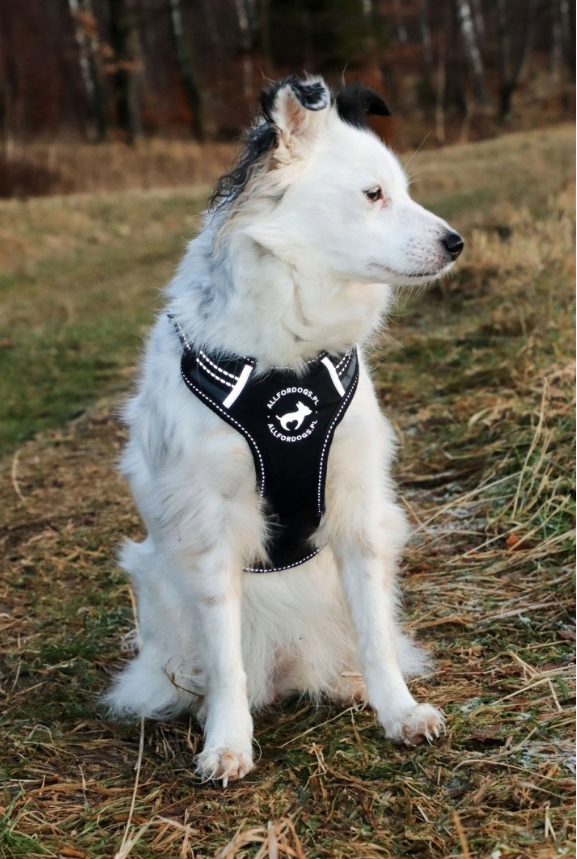 All For Dogs Sportowe Szelki Czarne – Komfort i Bezpieczeństwo na Każdym Kroku! - obrazek 3