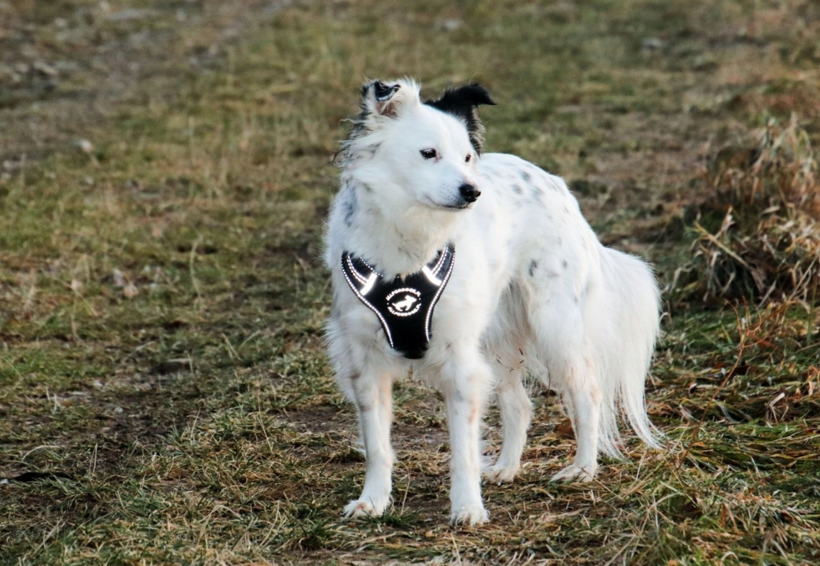 All For Dogs Sportowe Szelki Czarne – Komfort i Bezpieczeństwo na Każdym Kroku! - obrazek 4